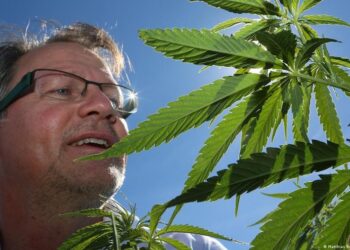 Ky vend, legalizon zyrtarisht përdorimin e kanabisit nga të rriturit