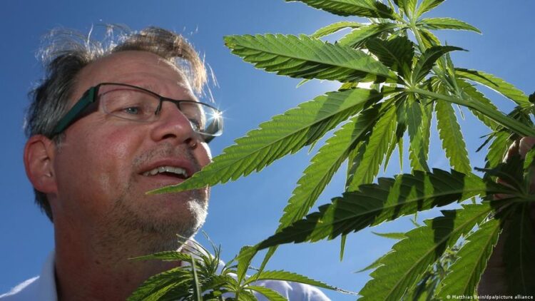 Ky vend, legalizon zyrtarisht përdorimin e kanabisit nga të rriturit