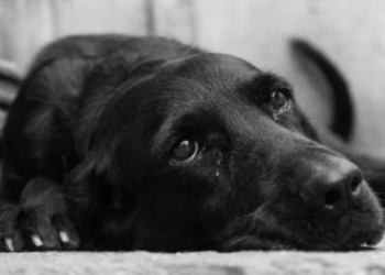 Kodi i ri në Itali: Kush braktis kafshët do të dënohet me burg