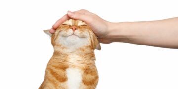 Këto janë arsyet pse macet mbyllin sytë kur i përkëdhelin