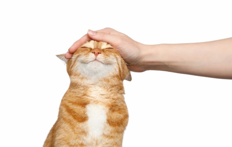 Këto janë arsyet pse macet mbyllin sytë kur i përkëdhelin