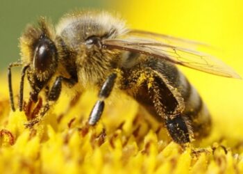 20 maj, Dita Botërore e Bletëve