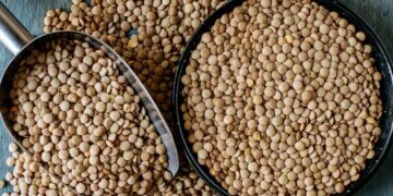 A janë thjerrëzat të shëndetshme për ju? Ja çfarë duhet të dini