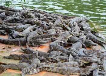 Horror në Indi/ Nëna hedh djalin 6-vjeçar në lumin e mbushur me krokodilë