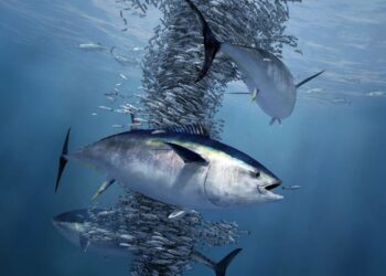 2 Maj, Dita Botërore e Peshkut Ton