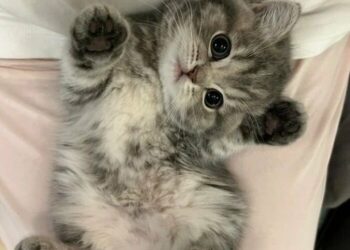 Shkencëtari japonez shpik trajtimin, ja sa vite jetë u shtohen maceve