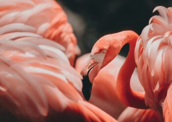 Pse flamingot janë rozë?