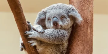 Koalat dhe gjithçka që duhet të dini për ato