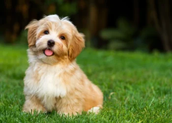 Kritiku i ëndrrave: A keni parë një qen në ëndërr?