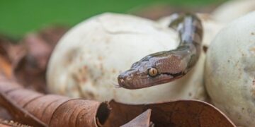 Cili është gjarpri më i gjatë në botë?