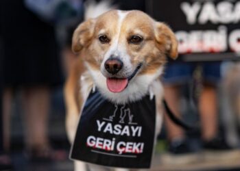 Turqia miraton ‘ligjin e masakrës’ për të hequr miliona qen endacakë