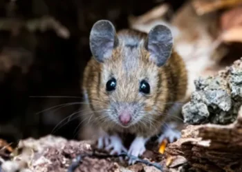 Sëmundja e pashërueshme e minjve po përhapet tek njerëzit! Vret katër persona