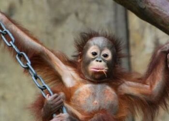 Studimi: Shimpazetë janë pothuajse po aq të shkathët sa njerëzit