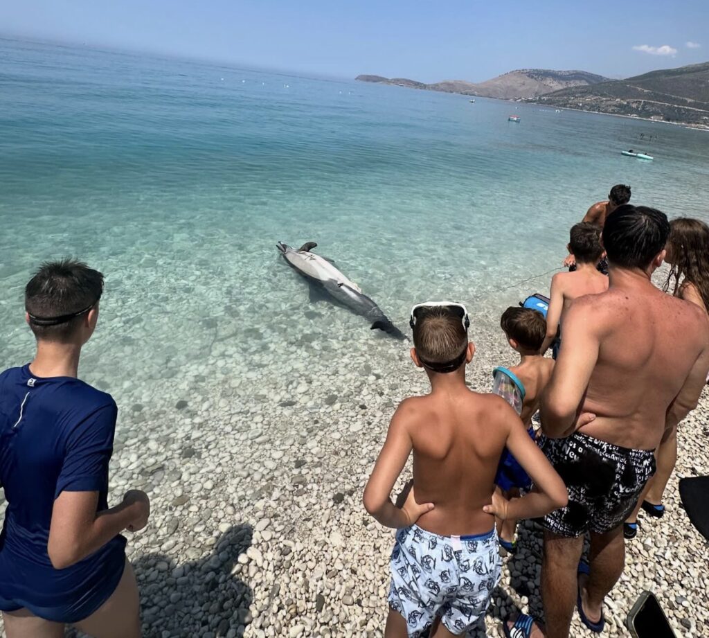 Delfin i ngordhur në Borsh, pushuesit: Helikat e skafeve e kanë prerë në gjoks