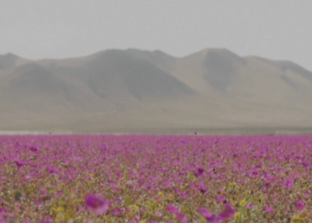 Video/ Lulëzon “Atacama Kiliane”, shkretëtira më e thatë në planet