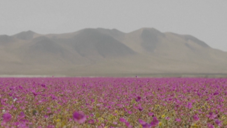 Video/ Lulëzon “Atacama Kiliane”, shkretëtira më e thatë në planet