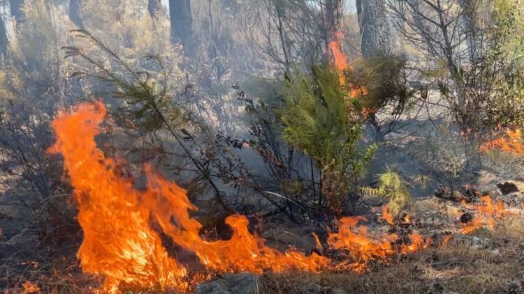 Zjarret në Shëngjin/ Rrezikohen biznese dhe banesa, aktivizohet një vatër tjetër