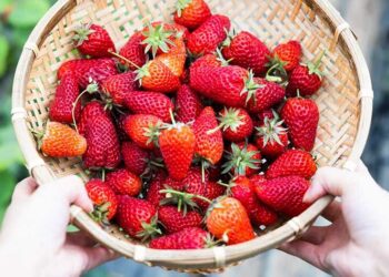 Keni alergji nga luleshtrydhet? Ja çfarë duhet të dini