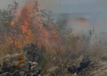 Delvinë/ Zjarri shkrumbon masivin pyjor, rrezikon të përhapet afër banesave
