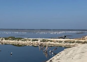 Spektakli i rrallë, flamingot “pushtojnë” lagunën e Nartës