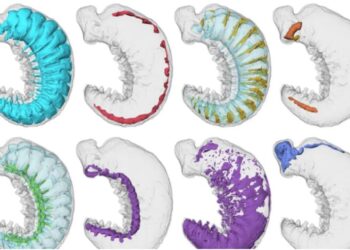 Ç’të jetë vallë?! Historianët zbulojnë krijesën gjysmë miliardë vjeçare