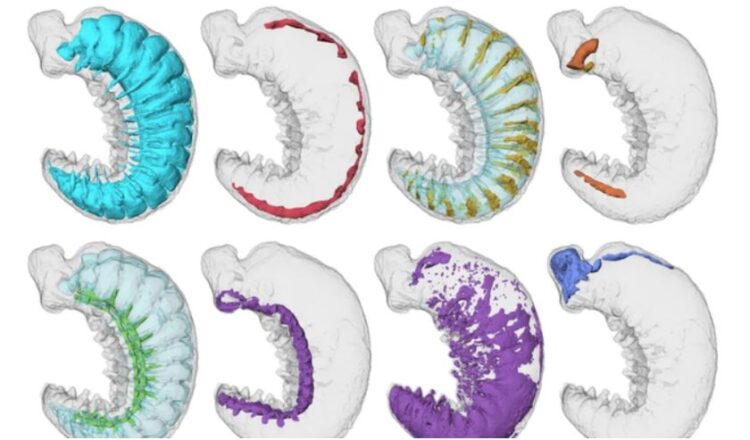 Ç’të jetë vallë?! Historianët zbulojnë krijesën gjysmë miliardë vjeçare