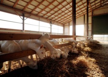 Greqia në alarm! “Shpërthen” murtaja e dhive, ndalohet lëvizja e bagëtive