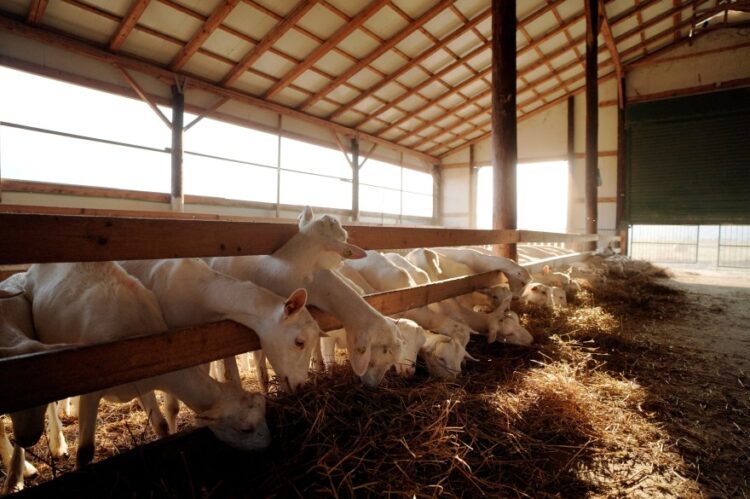 Greqia në alarm! “Shpërthen” murtaja e dhive, ndalohet lëvizja e bagëtive