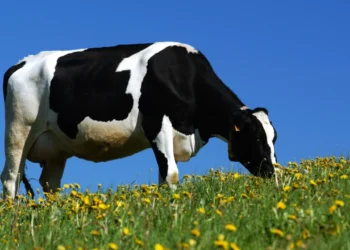 Kritiku i ëndrrave: A keni parë një lopë në ëndërr? Ja interpretimi