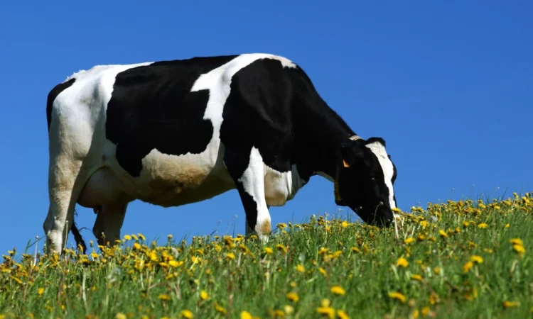 Kritiku i ëndrrave: A keni parë një lopë në ëndërr? Ja interpretimi