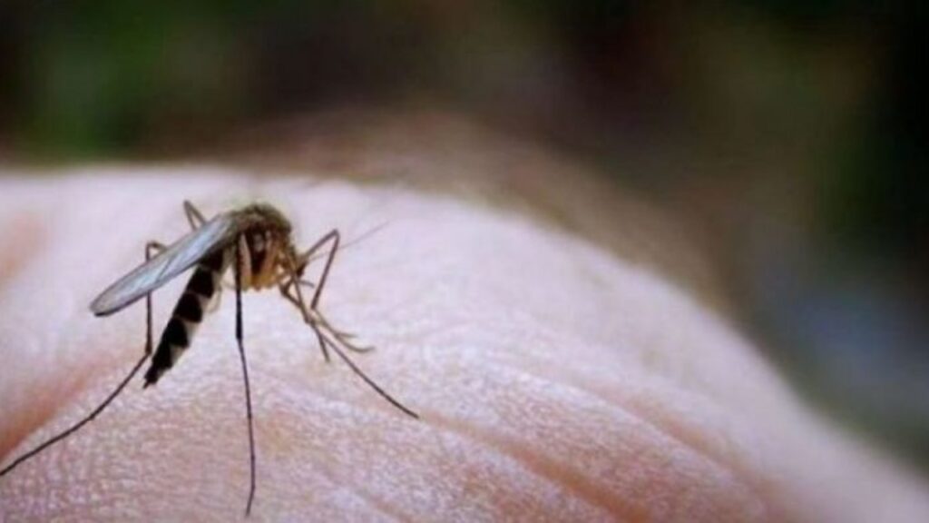 Konfirmohet një pacient me ‘Ethet e Nilit’ në Lushnjë, niset drejt Greqisë për kurim