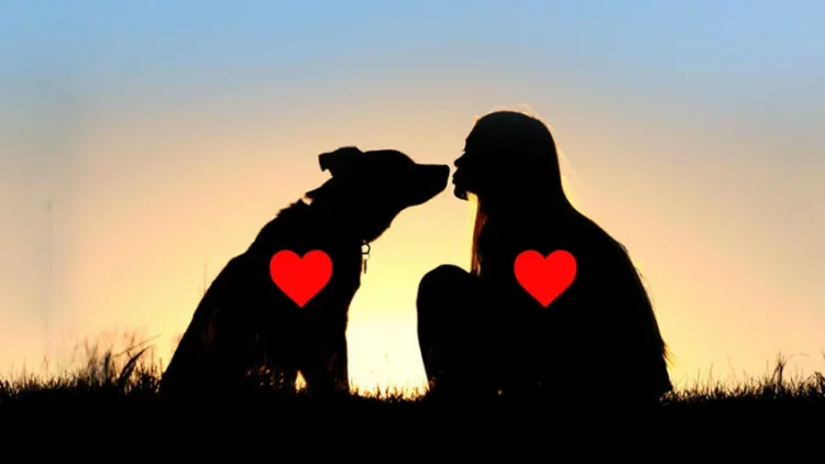 26 Gushti, Dita Ndërkombëtare e Qenit! Miku që nuk iu braktis kurrë