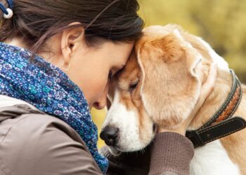 Studimi: Qentë mund të nuhasin stresin e pronarëve të tyre dhe kjo i trishton ata