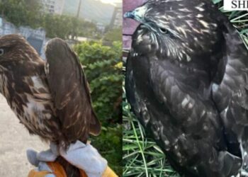 Vihet nën hetim ish-banori i ‘BBV’, mbante një shpend në kushte të papërshtatshme