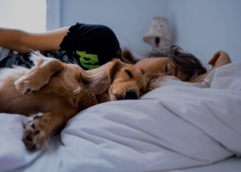 A është mirë të flesh me qenin në shtrat?