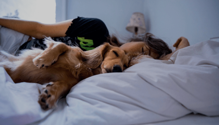 A është mirë të flesh me qenin në shtrat?