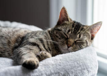 Interpretimi i ëndrrave: Keni parë në ëndërr që dikush ju kafshoi apo ju e kafshuat?