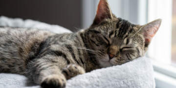 Interpretimi i ëndrrave: Keni parë në ëndërr që dikush ju kafshoi apo ju e kafshuat?