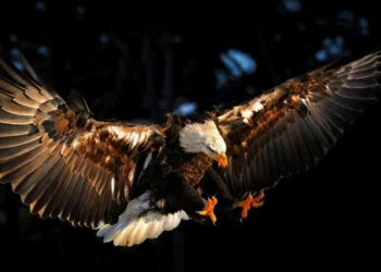 Shqiponja, zyrtarisht shpallet “zog kombëtar” në SHBA