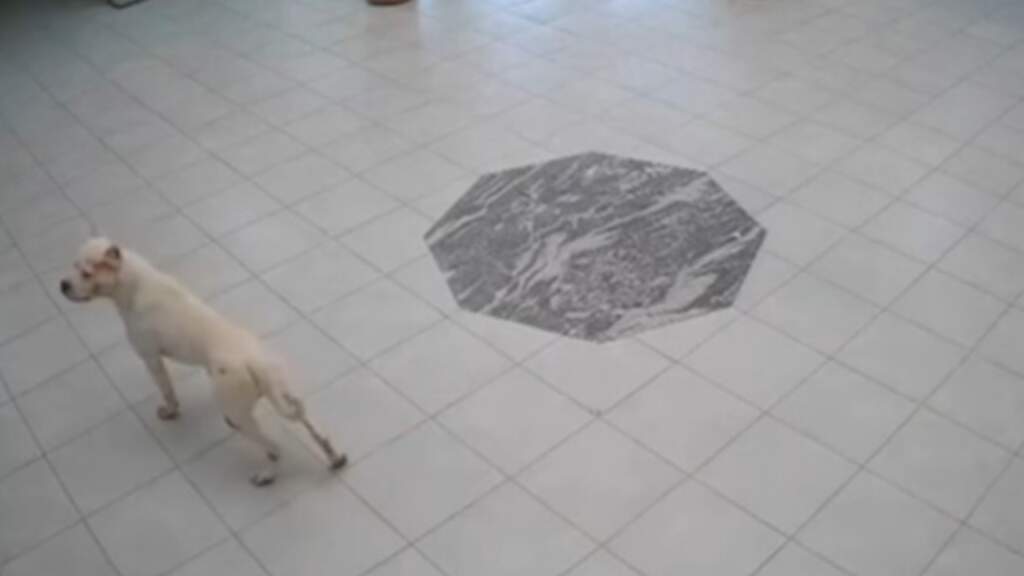 E RËNDË, Pitbulli futet në shkollë! Sulmon nxënësit dhe policët që erdhën për ndihmë