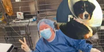 Njihuni me qenushen që gëlltiti 24 çorape, llastiqe flokësh dhe copa veshjesh