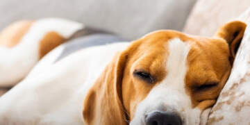 E dinit? Qentë kanë probleme me gjumin për shkak të stresit!