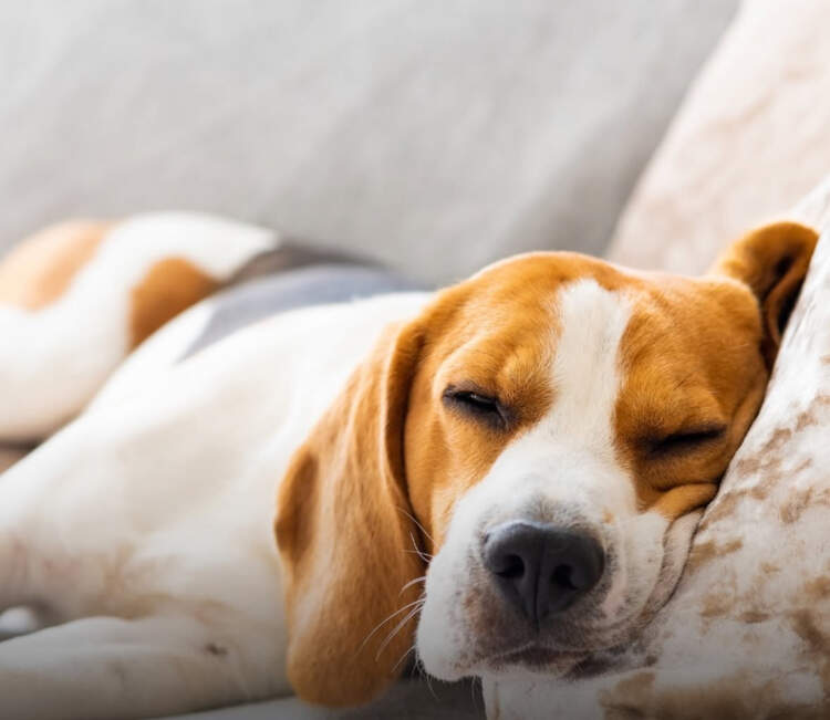 E dinit? Qentë kanë probleme me gjumin për shkak të stresit!