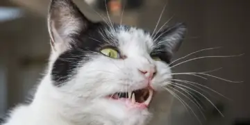 Pse macet shpesh bëjnë një fytyrë të neveritshme pasi nuhasin diçka?