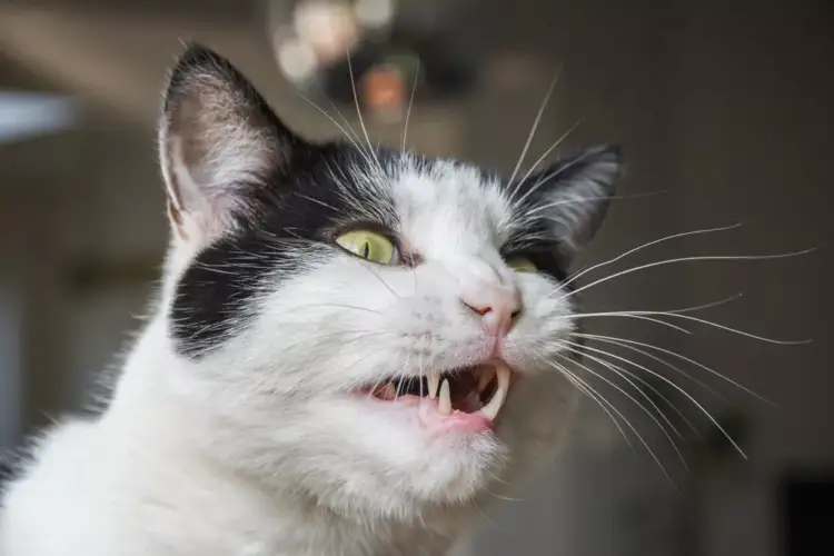 Pse macet shpesh bëjnë një fytyrë të neveritshme pasi nuhasin diçka?