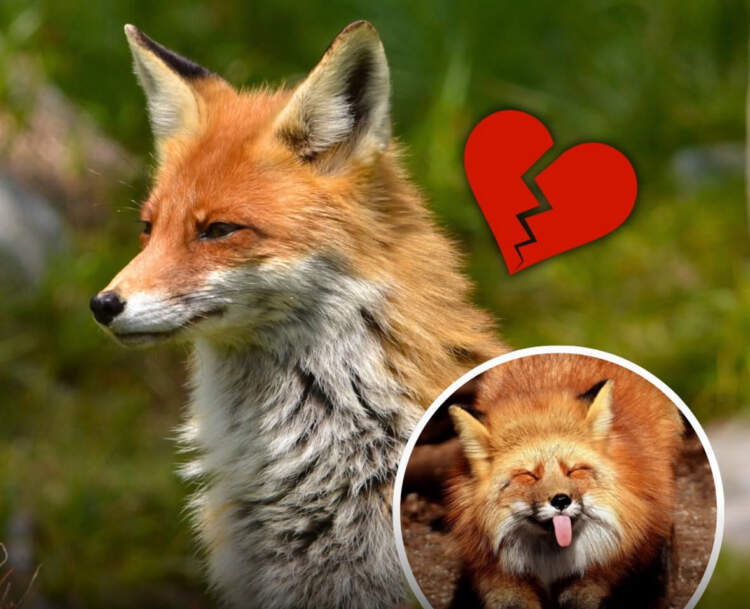 Dhelprat: Vetmia e pashmangshme e mashkullit pas humbjes së partneres