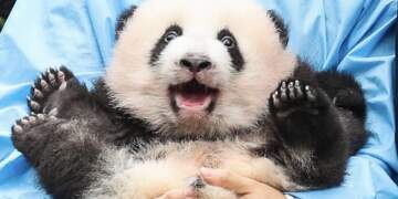 Puna më e ëmbël në botë: Të jesh “dadë panda” në Kinë