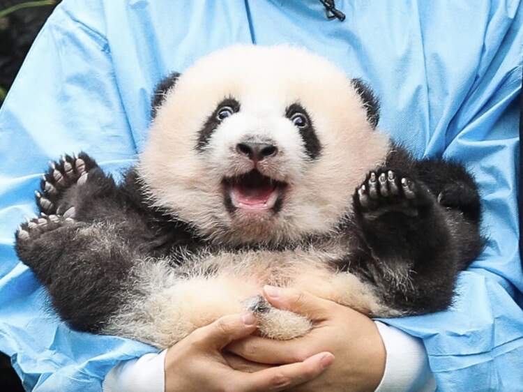 Puna më e ëmbël në botë: Të jesh “dadë panda” në Kinë