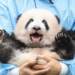 Puna më e ëmbël në botë: Të jesh “dadë panda” në Kinë
