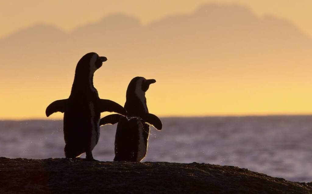 Kur akulli ka zemër: Sot flasim për pinguinët